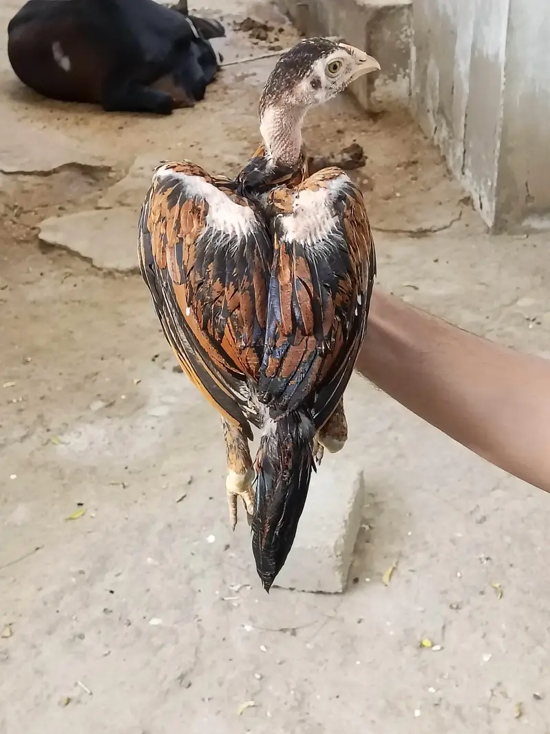 Aseel quality chicks — photo 11