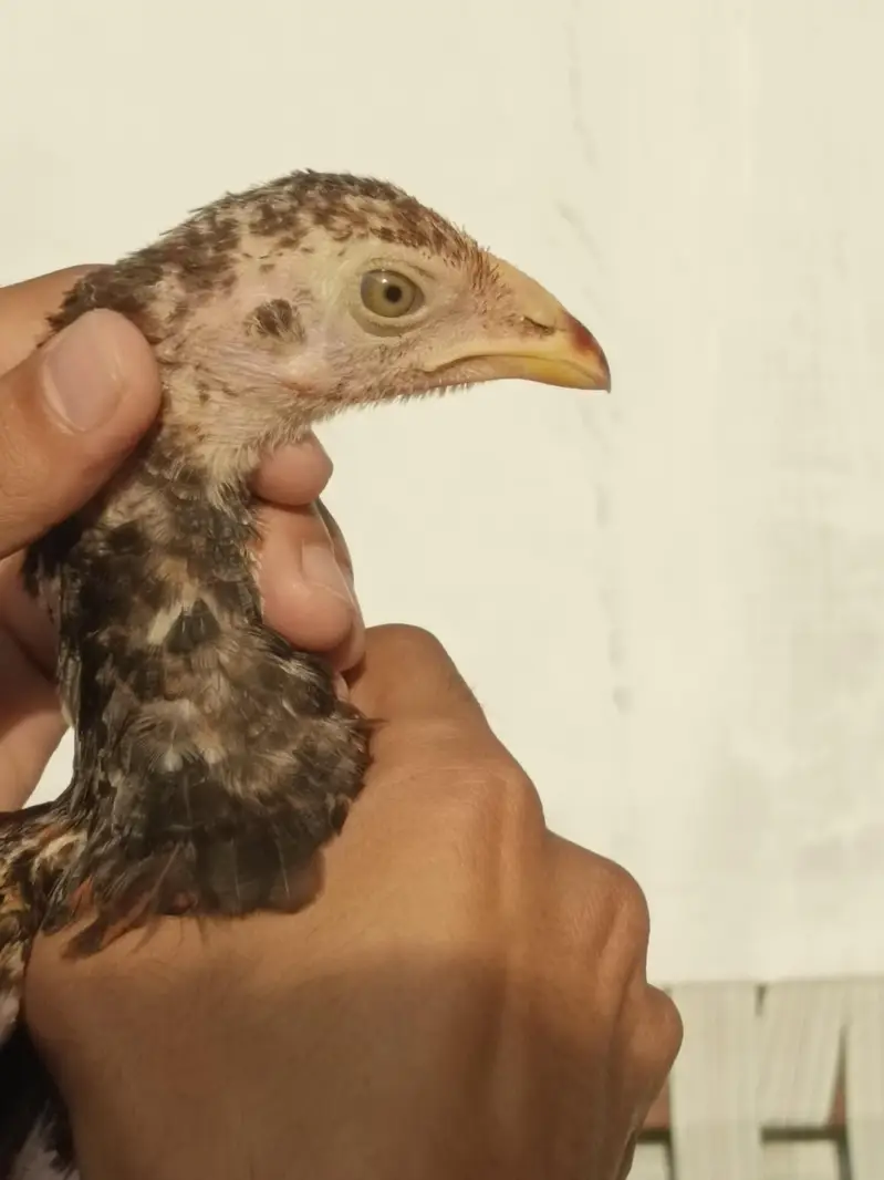 Aseel quality chicks — photo 12