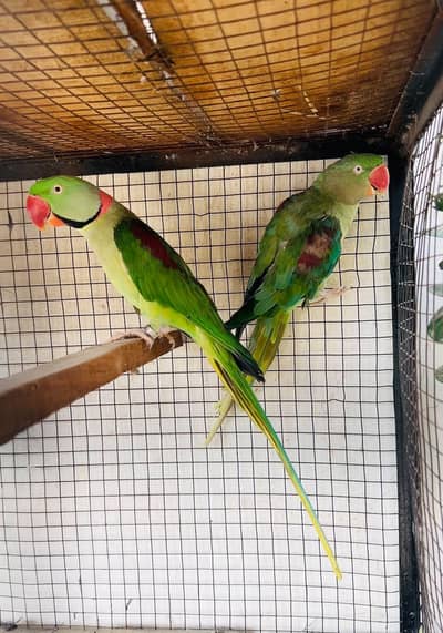 Raw Pair || Kashmiri Parrot || Breeder Pair