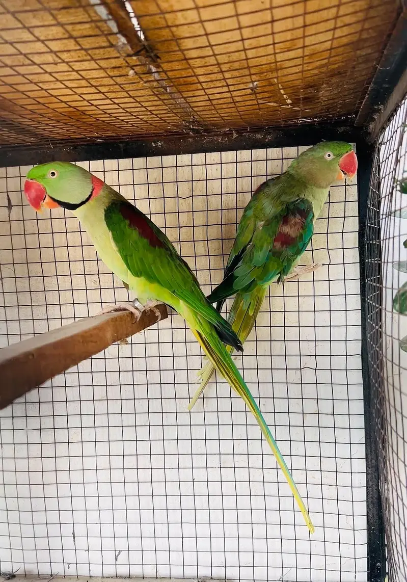 Raw Pair || Kashmiri Parrot || Breeder Pair