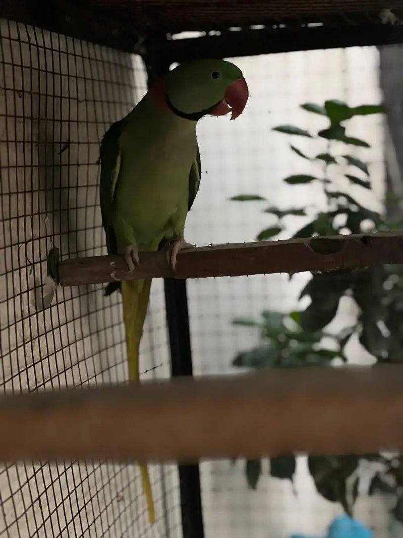 Raw Pair || Kashmiri Parrot || Breeder Pair — photo 2