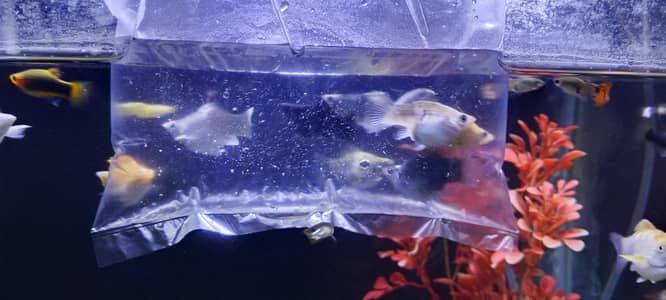five Big balloon molly and one moon molly available for sale