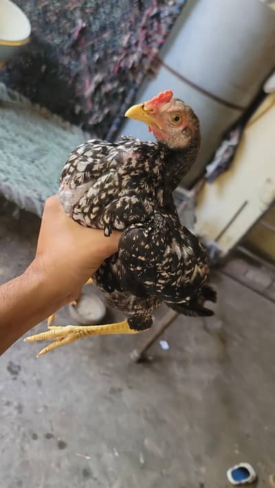aseel chicks for sale