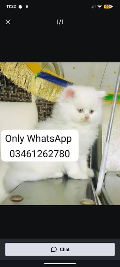Persian cat 2month vaccinated