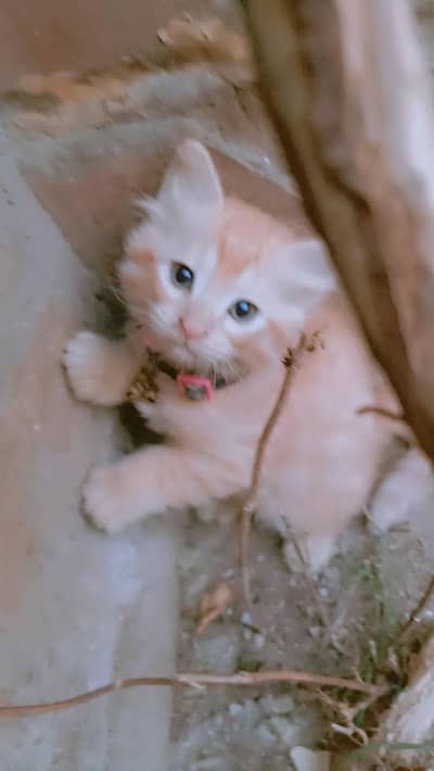 8000 Double coated kitten