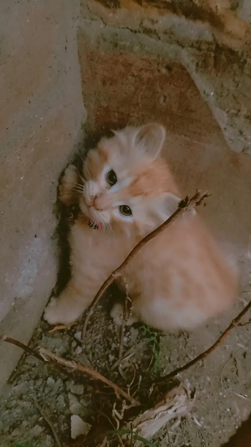 8000 Double coated kitten — photo 4