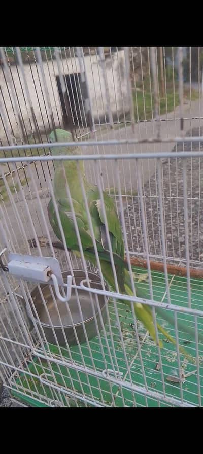 kashmiri raw parrot male