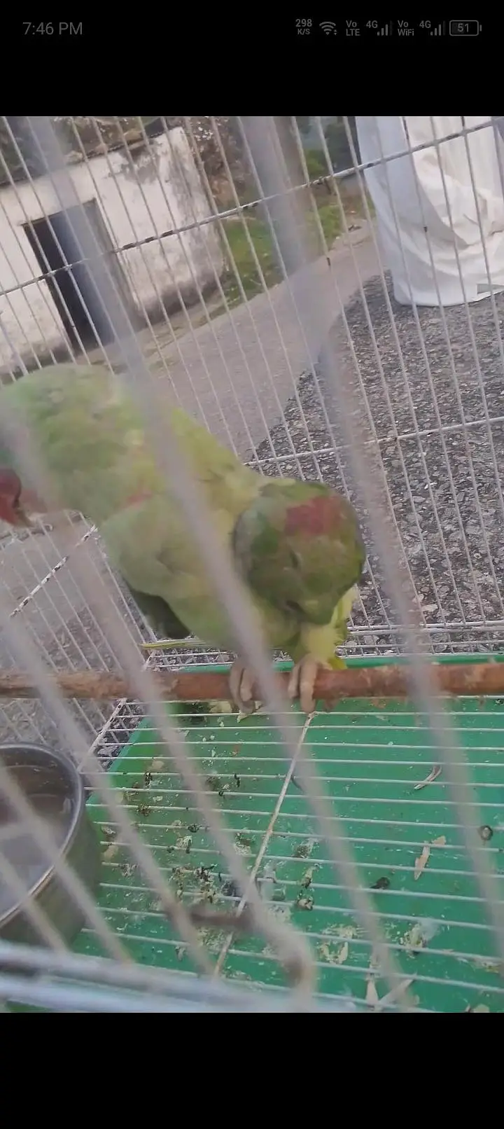 kashmiri raw parrot male — photo 2