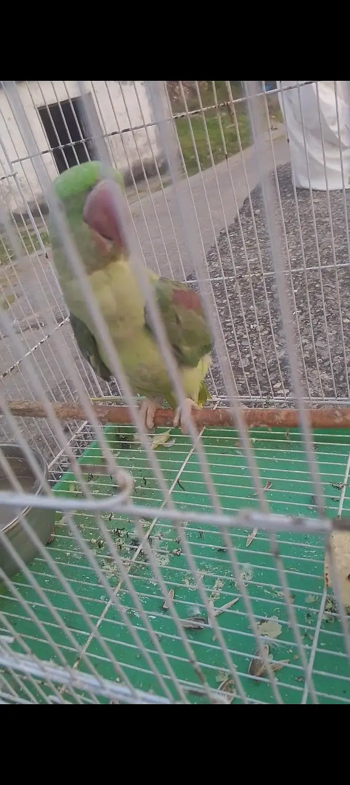 kashmiri raw parrot male — photo 3