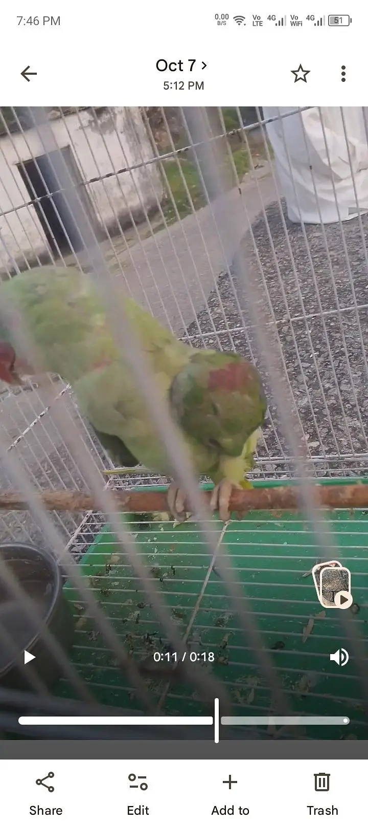 kashmiri raw parrot male — photo 4