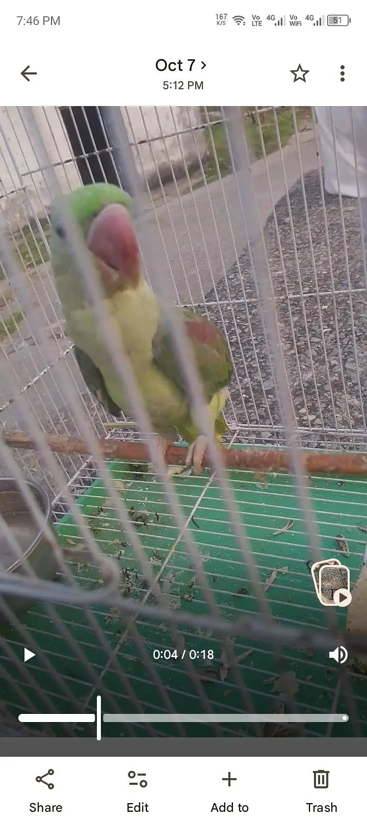 kashmiri raw parrot male — photo 5