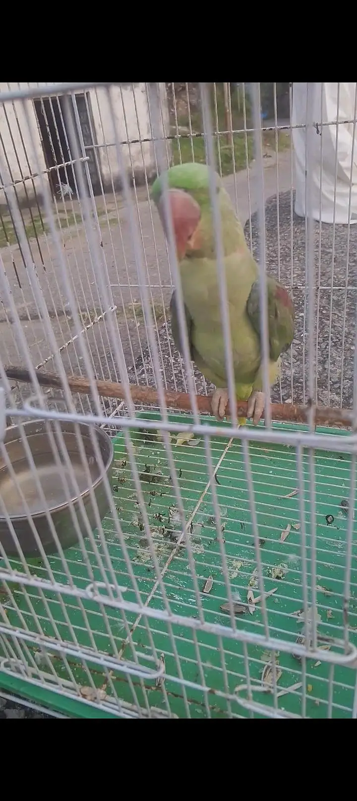 kashmiri raw parrot male — photo 6