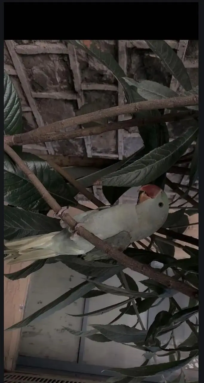 kashmiri raw parrot male — photo 7