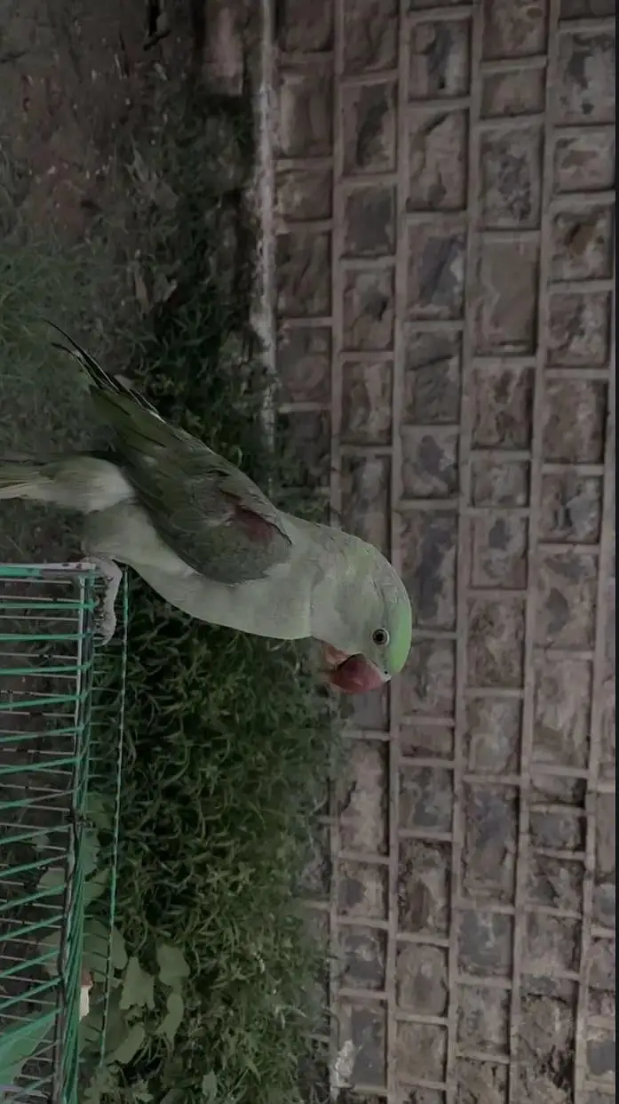 kashmiri raw parrot male — photo 8