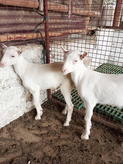 taddy Bakra for sale