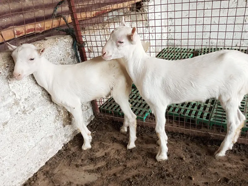 taddy Bakra for sale — photo 2