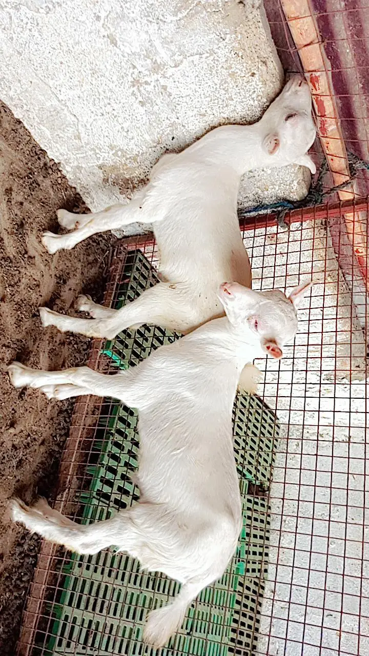 taddy Bakra for sale — photo 3