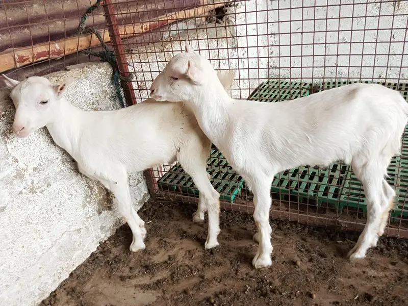 taddy Bakra for sale — photo 4