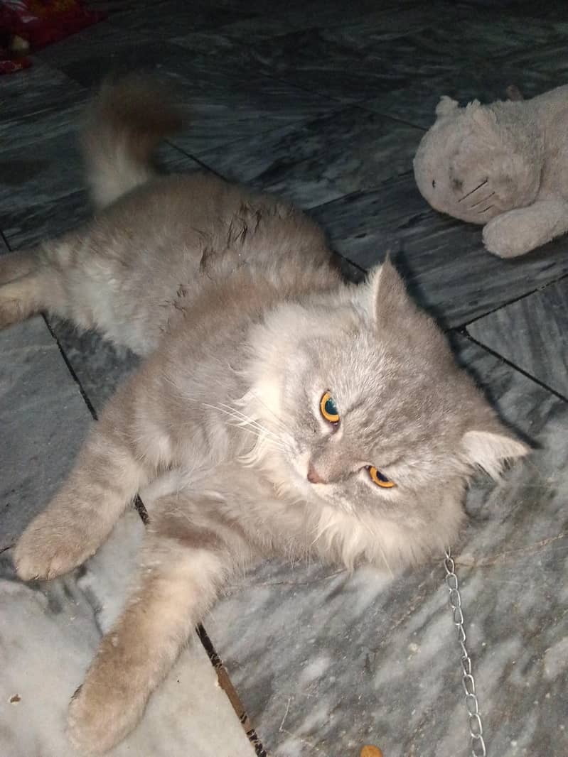 Russian cat 0