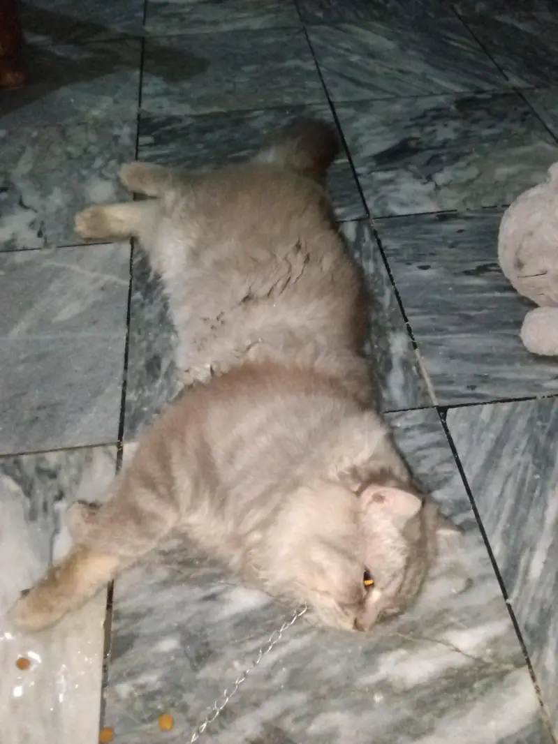 Russian cat — photo 2