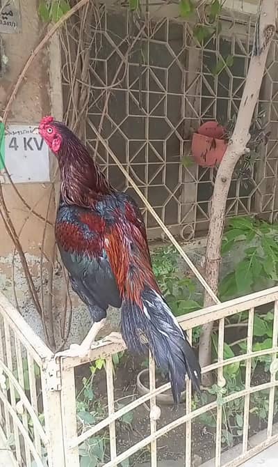 Jageeri Aseel Patha For Sale