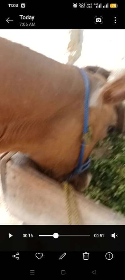 Pure jersey cow