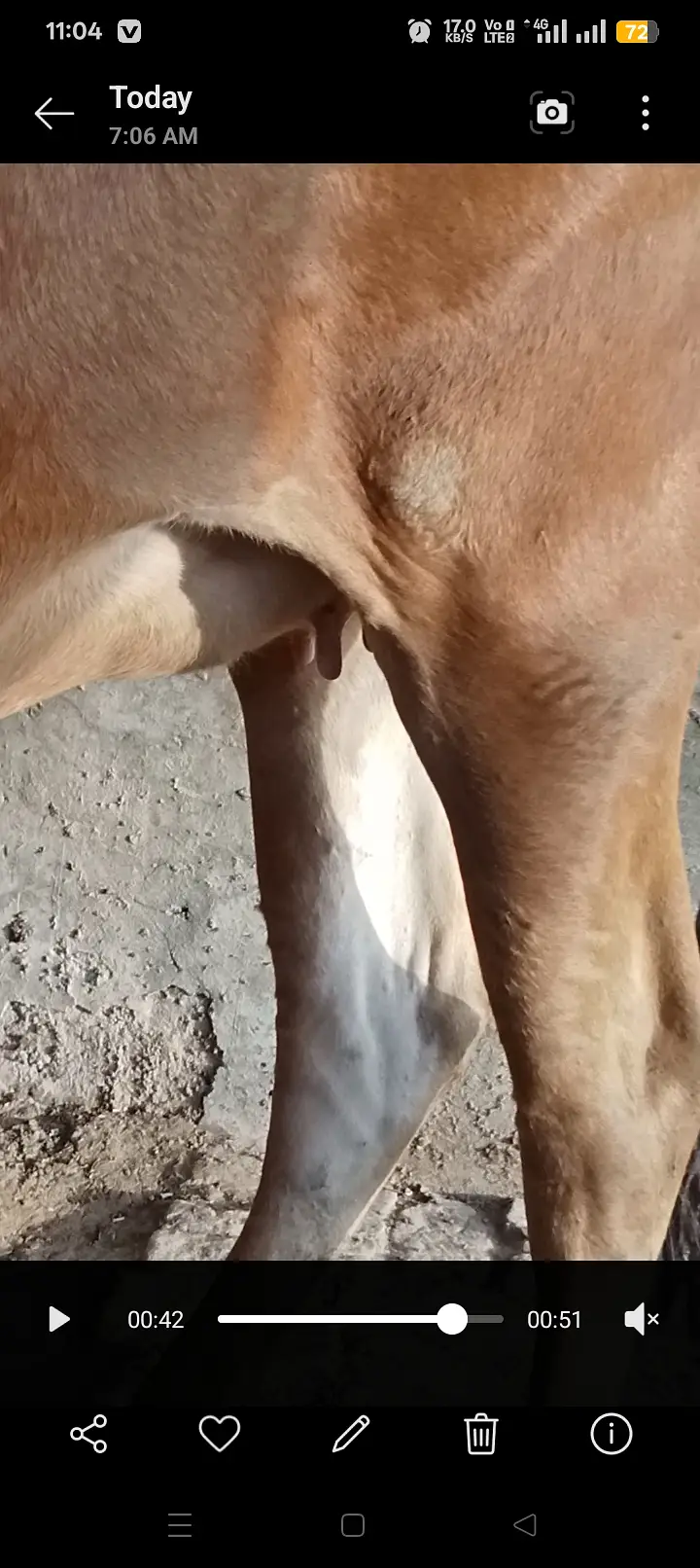 Pure jersey cow — photo 2