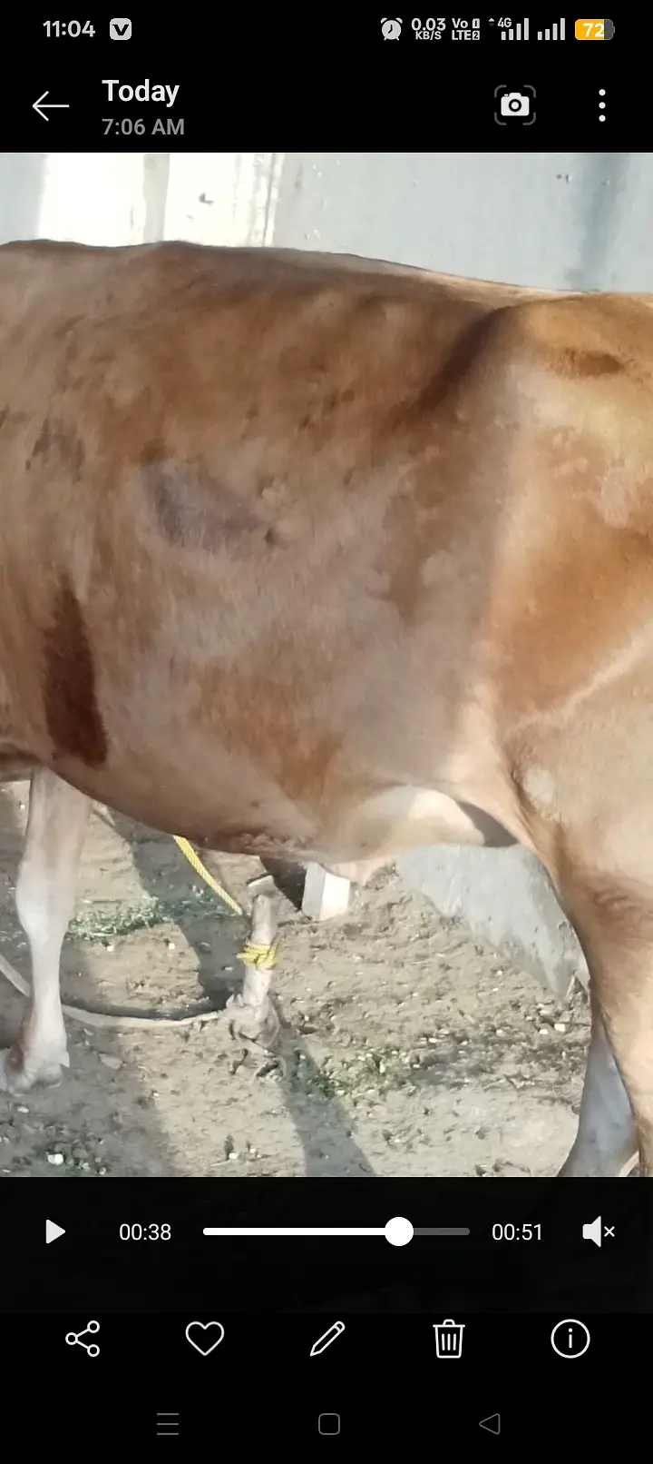 Pure jersey cow — photo 3