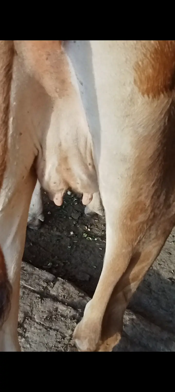 Pure jersey cow — photo 4