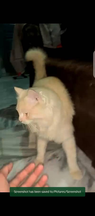 Persian cat