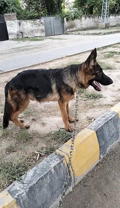 German Shepherd double coat male