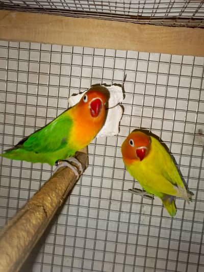 green opline female | Green dilute split opline male | Breeder pair
