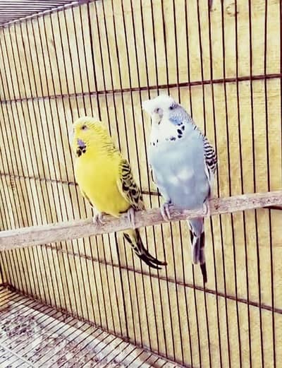 Exhibition Breeder pair ( lodhran City )