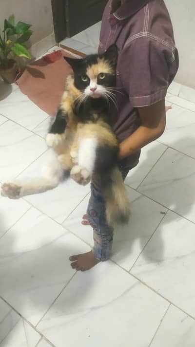calico cat