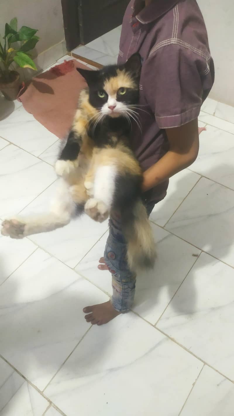 calico cat 0