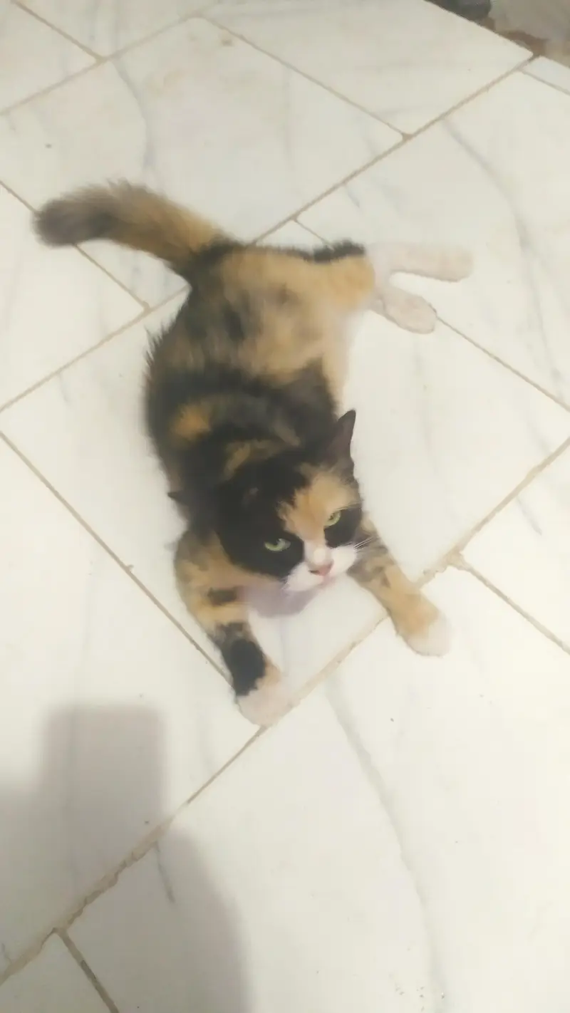 calico cat — photo 2