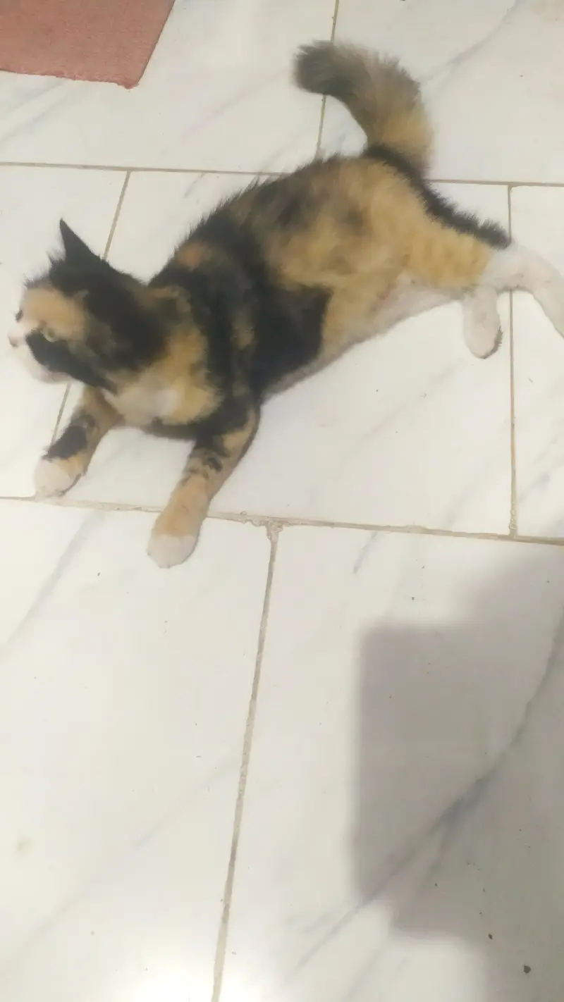 calico cat — photo 3