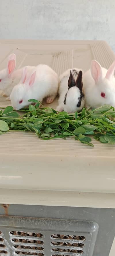 baby rabbits for sell