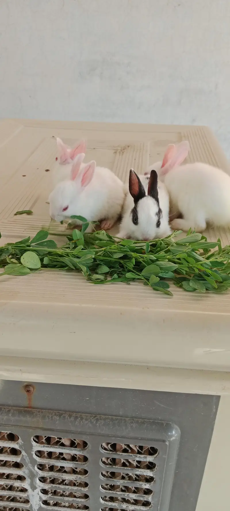 baby rabbits for sell — photo 2