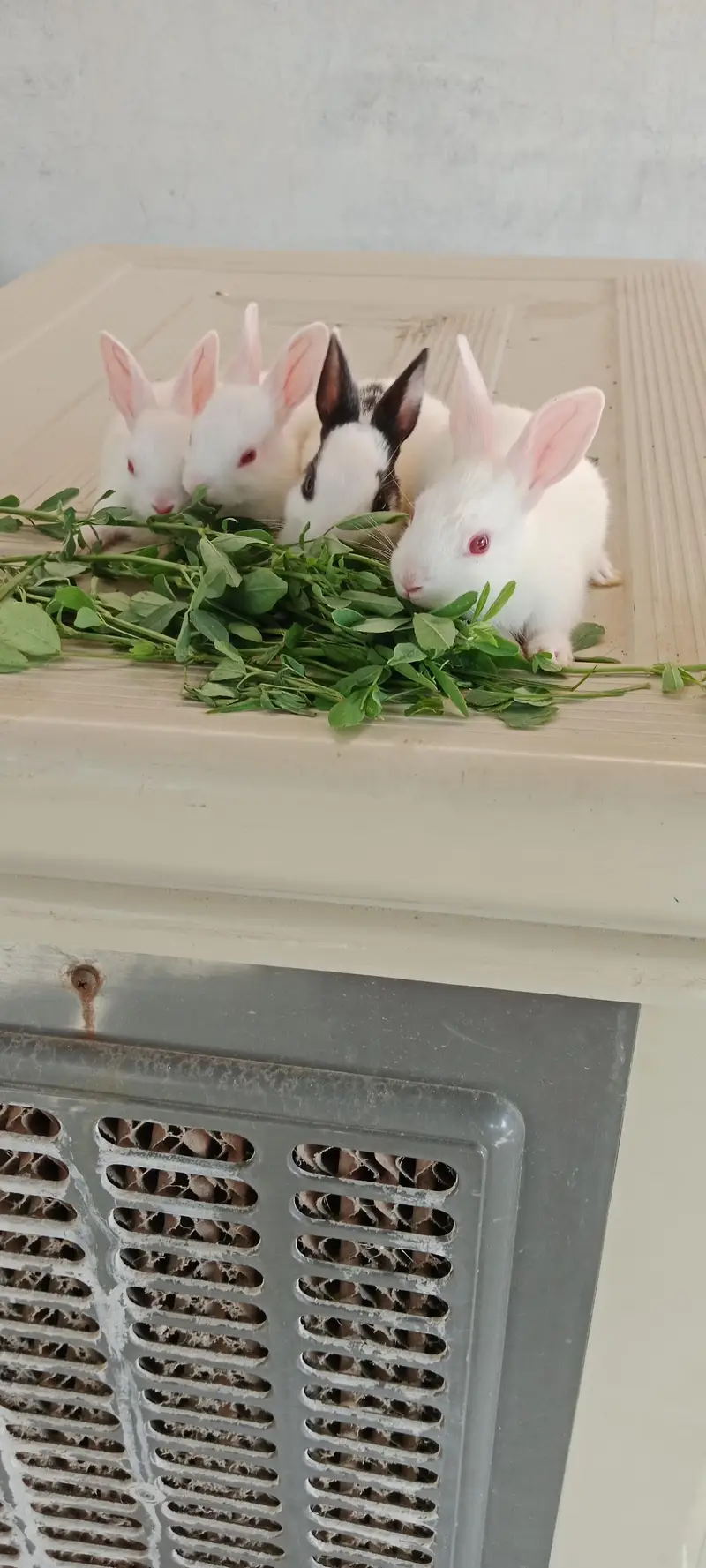 baby rabbits for sell — photo 3