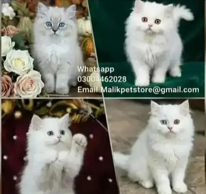 Persian Kittens | Persian Cat | Punch Face Persian | Triple Coated