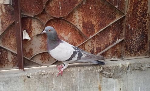 neela pigeon for sale