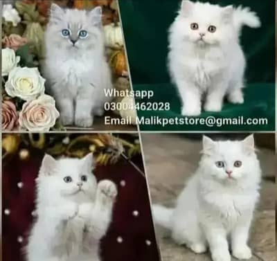 Persian Kittens | Persian Cat | Punch Face Persian | Triple Coated