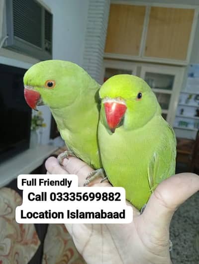 Single 6,000 Hand Tamed Friendly Green Ring Neck Parrot's Male/Female