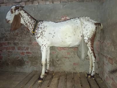 دیسی بکرا فار سیل