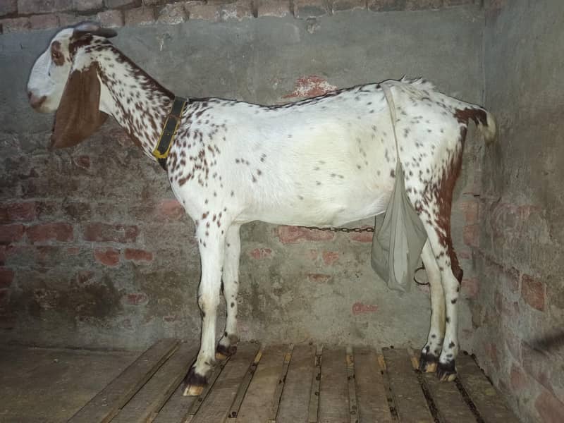 دیسی بکرا فار سیل 0