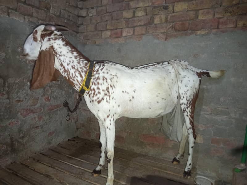 دیسی بکرا فار سیل 2