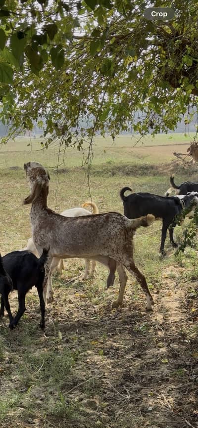 Makhi chini Bakri 8 Dant gaban approx 3 month ki deal khali ki