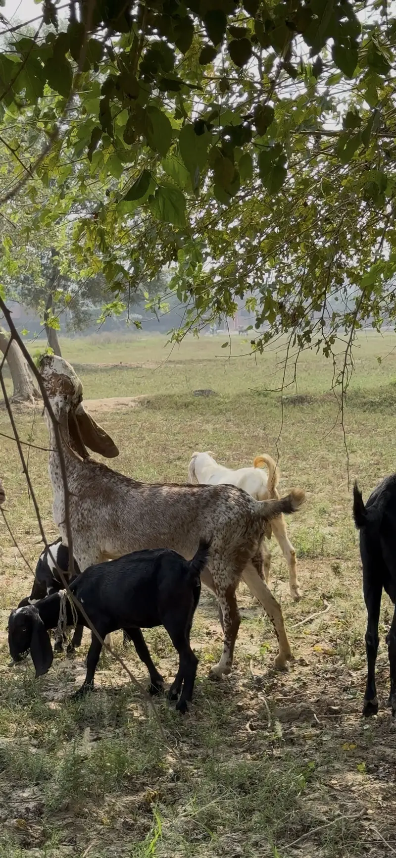 Makhi chini Bakri 8 Dant gaban approx 3 month ki deal khali ki — photo 2