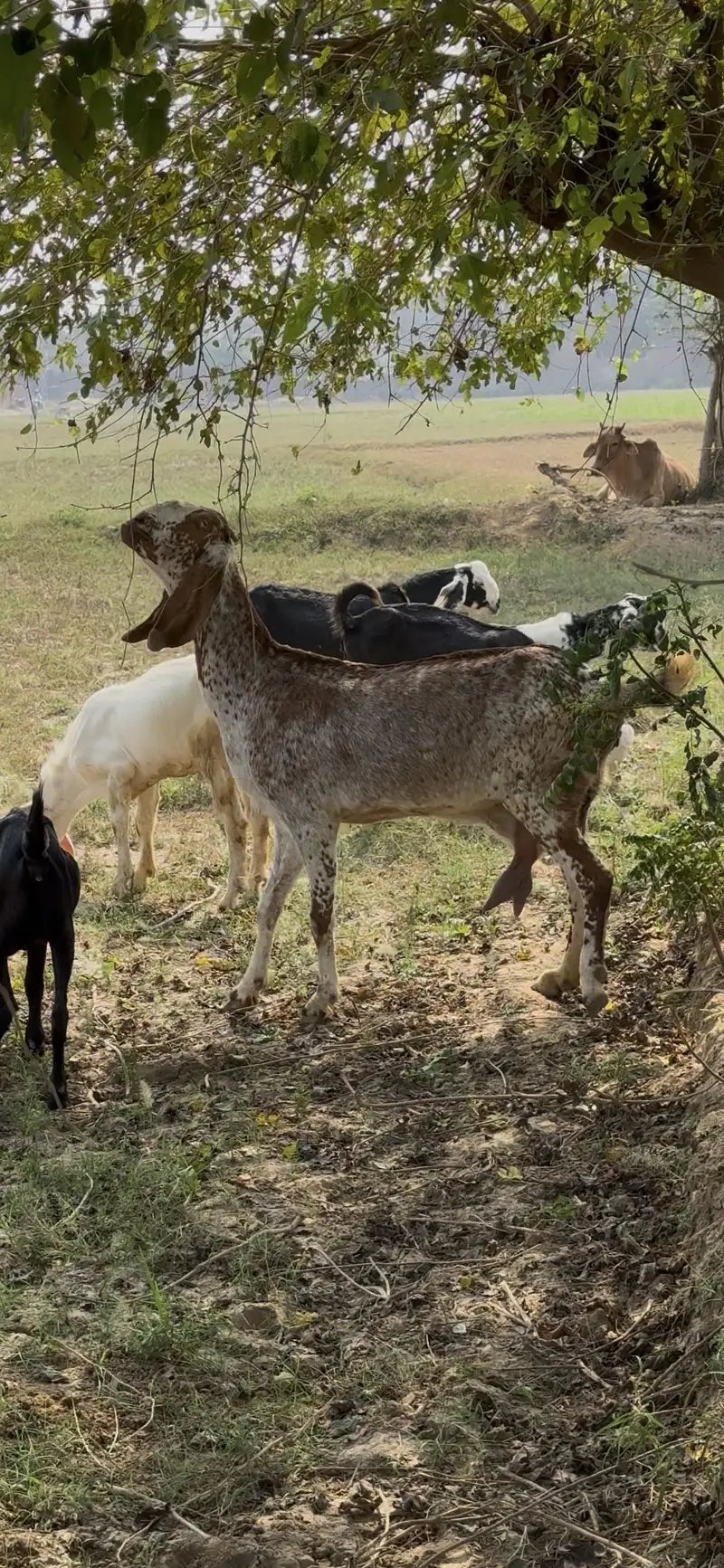 Makhi chini Bakri 8 Dant gaban approx 3 month ki deal khali ki — photo 3